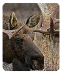 DF35-314 Gone Hunting (Moose)